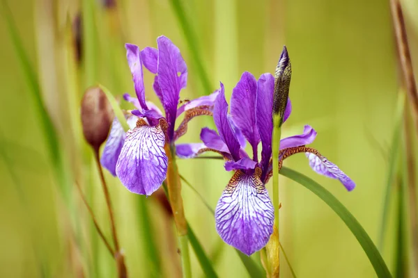 Iris fiore in natura — Foto Stock