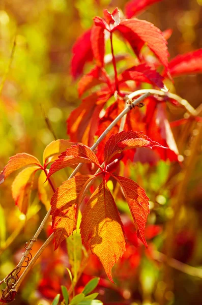Vahşi üzüm kırmızı yaprakları — Stok fotoğraf