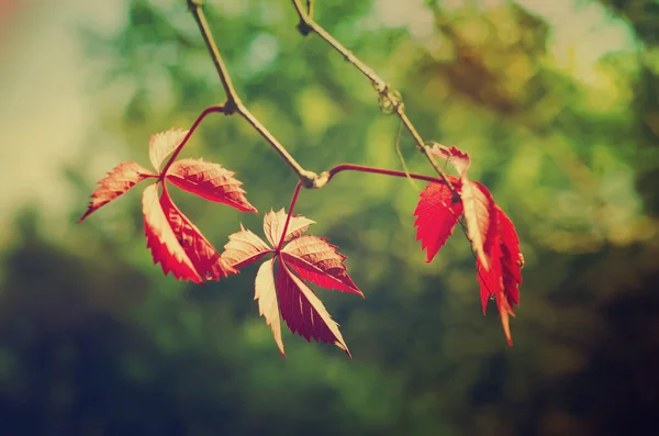 Wild grape red leaves — Stock Photo, Image