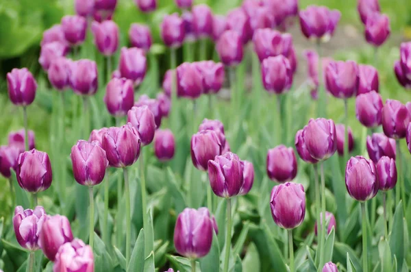 Fiori di tulipano viola — Foto Stock