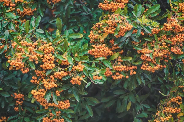 赤い秋の果実 — ストック写真