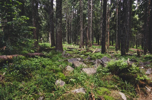 Nordskandinavisk skog — Stockfoto