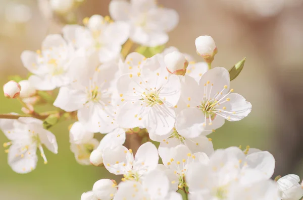 Apricot tree blossoms — Stock Photo, Image