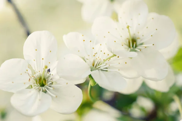 Moldura de flores de cereja — Fotografia de Stock