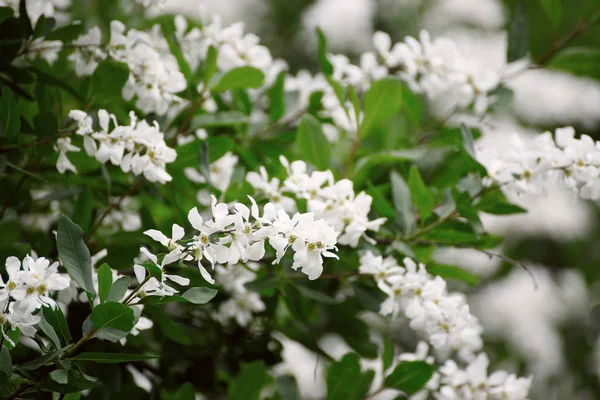 Våren vita blommor — Stockfoto