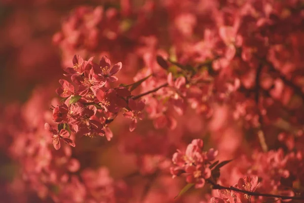 Κόκκινα άνθη μηλιάς — Φωτογραφία Αρχείου