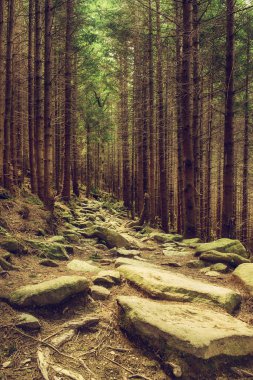 Kuzey İskandinav Ormanı