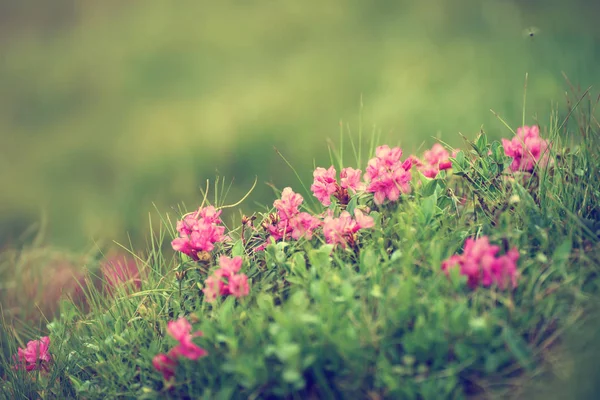 Rhododendron flowers in nature — Stock Photo, Image