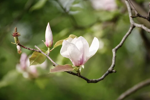 Magnolia spring flowers — Stock Photo, Image