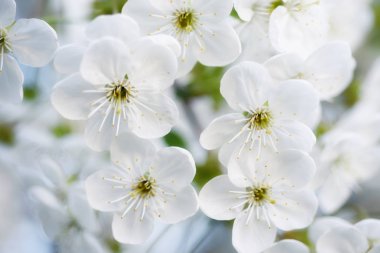 Kiraz çiçekleri çerçevesi