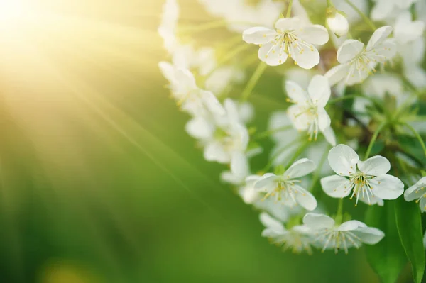 樱花框架 — 图库照片