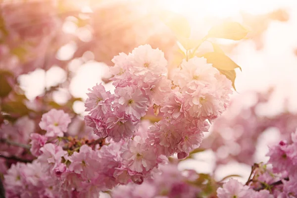 Sakura bloemen bloeien — Stockfoto