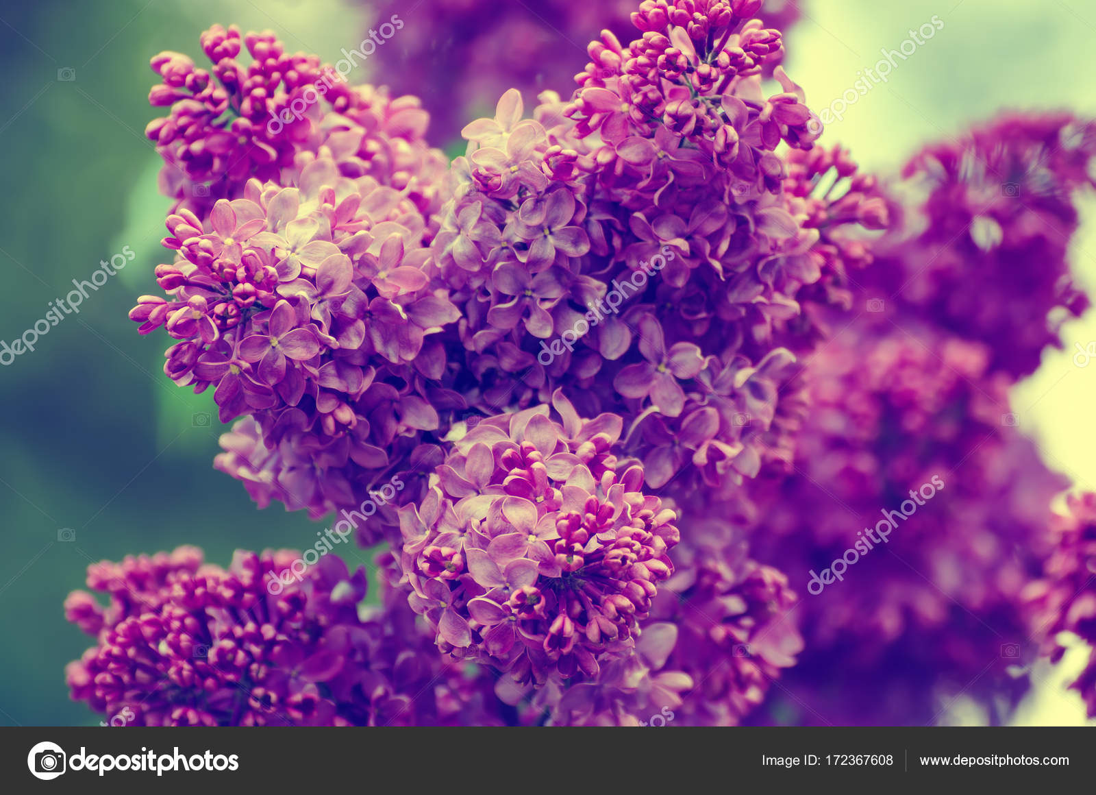 Primavera flores lila: fotografía de stock © Roxana #172367608 | Depositphotos Primavera flores lila: fotografía de stock © Roxana #172367608 | Depositphotos