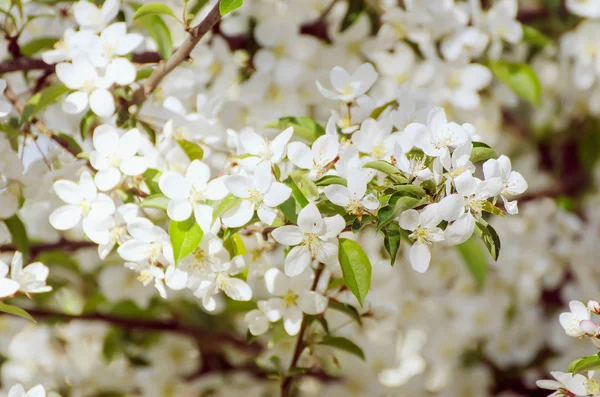 Ameixa flores da primavera — Fotografia de Stock