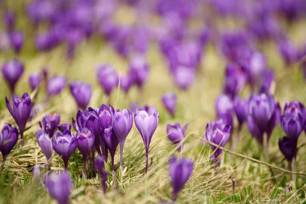 Spring crocus flower — Stock Photo, Image