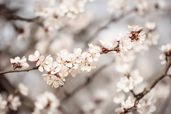 Marillenbaumblüte — Stockfoto