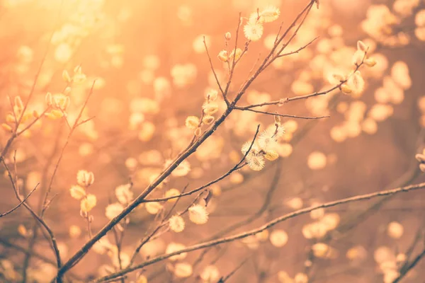 盛开的柳枝 — 图库照片
