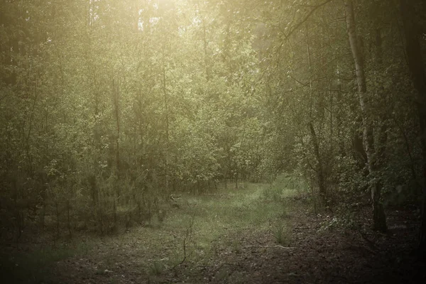 Dark moody forest — Stock Photo, Image