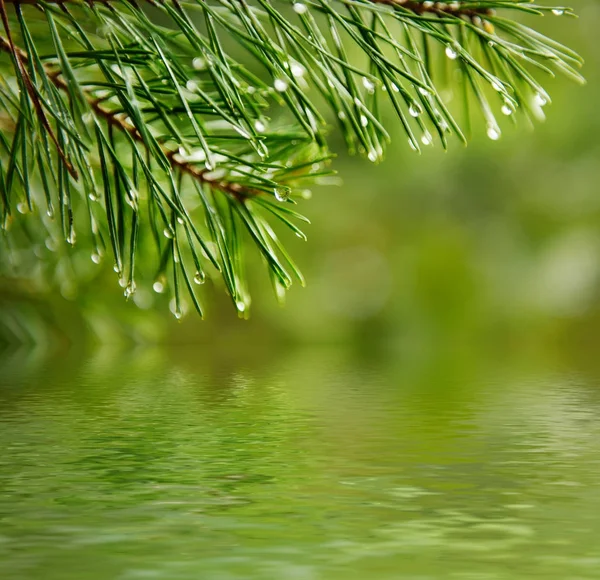 ウェットの松の木 — ストック写真