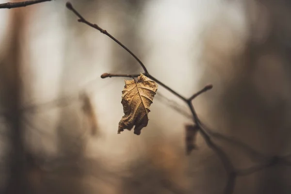 Autumn dry leaf — Stock Photo, Image