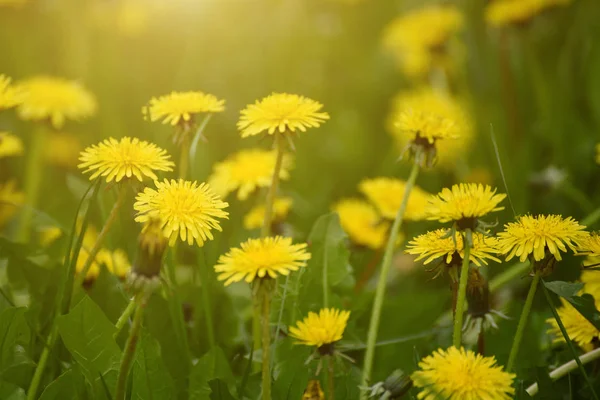 Karahindiba bahar çiçek — Stok fotoğraf