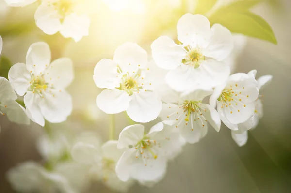 Flores de primavera de cereza — Foto de Stock