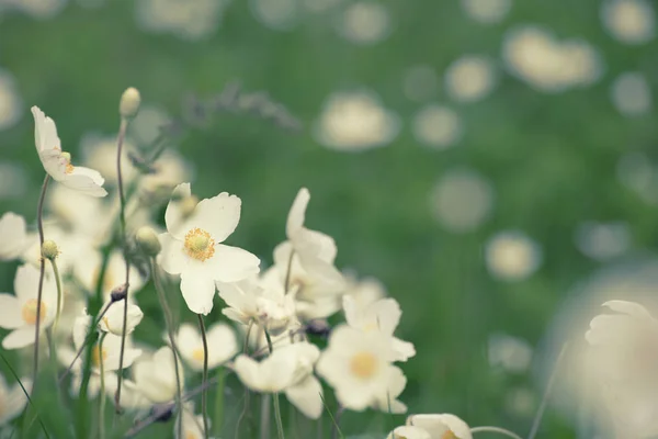 白いアネモナの花 — ストック写真