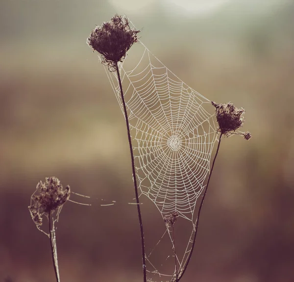 Plante sèche d'automne — Photo