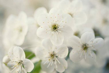 Kiraz çiçekleri çerçevesi