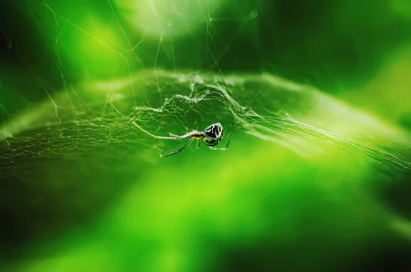 Cute spider in the web — Stock Photo, Image