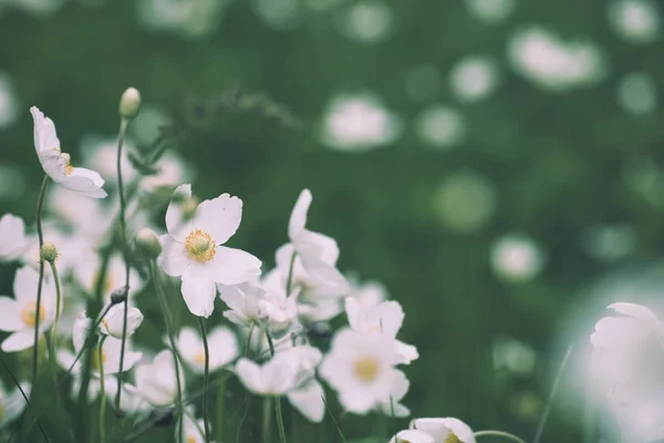 白いアネモナの花 — ストック写真