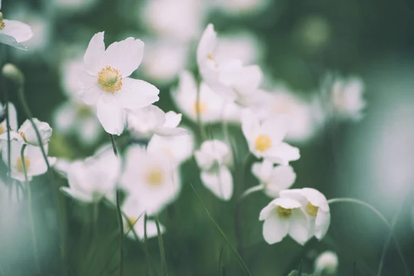Flores brancas de anemona — Fotografia de Stock
