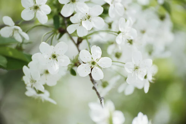 Kersen bloemen frame — Stockfoto