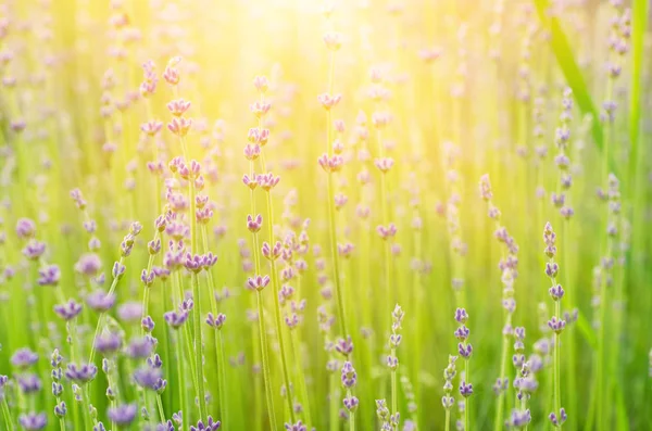 薰衣草美丽的花朵 — 图库照片