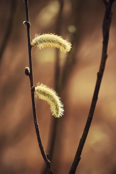 Blommande pilkvistar — Stockfoto