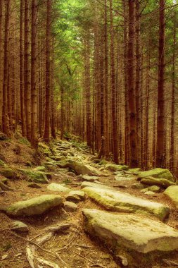 Kuzey İskandinav Ormanı