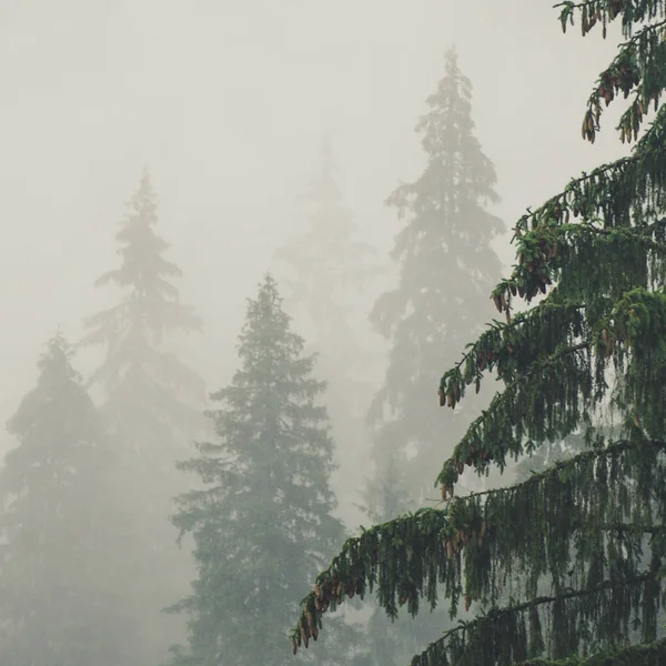 Foggy paesaggio mattutino — Foto Stock