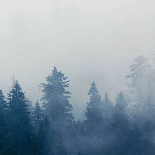 Foggy paesaggio mattutino — Foto Stock