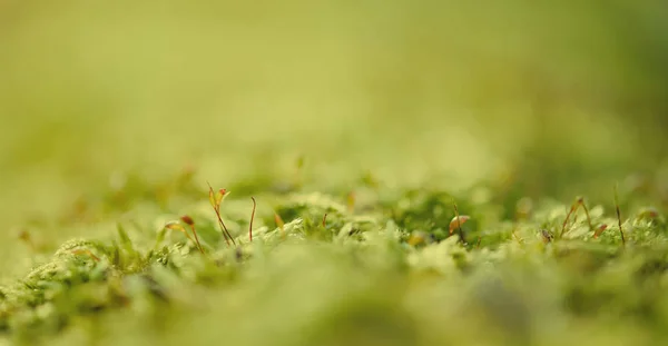 Groene mos macro — Stockfoto