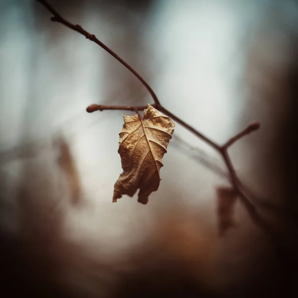 Autumn dry leaf — Stock Photo, Image