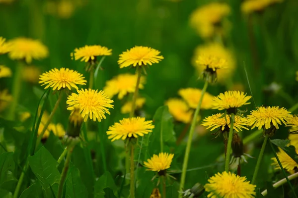 Padang rumput bunga Dandelion — Stok Foto