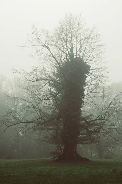 Strange single tree — Stock Photo, Image