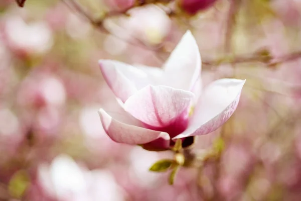 Magnolia lentebloemen — Stockfoto