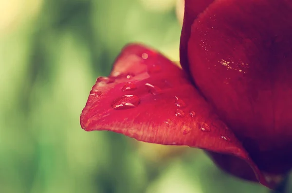 Pétala de tulipa com gota — Fotografia de Stock