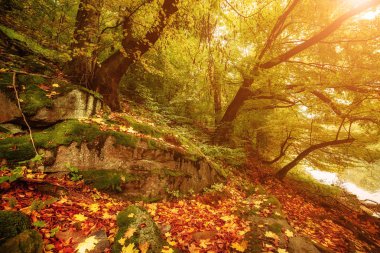 Güzel sonbahar manzarası
