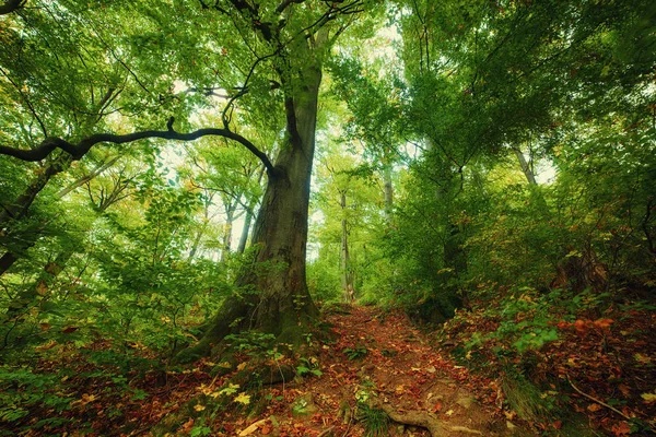 Bela paisagem outono — Fotografia de Stock