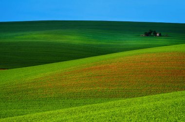 Kırsal ilkbahar manzarası