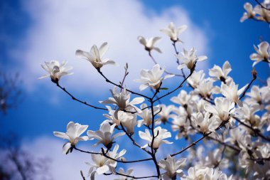 Magnolia bahar çiçekleri