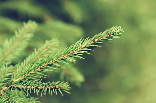 Pine tree branch — Stock Photo, Image