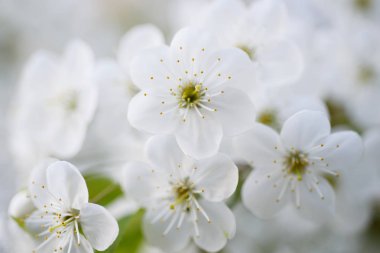 Kiraz çiçekleri çerçevesi